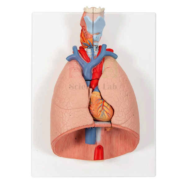 Human Thoracic Organs Model